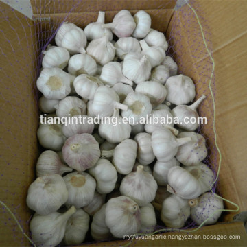 Ajo and Alho and ALHO and Garlic new crop best price